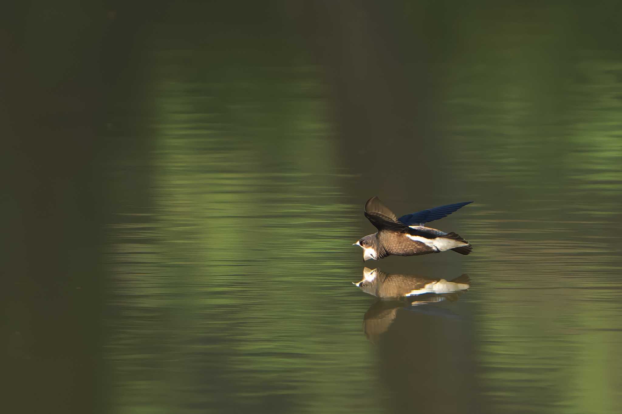 Photo of White-throated Needletail at ひるがの高原(蛭ヶ野高原) by 禽好き