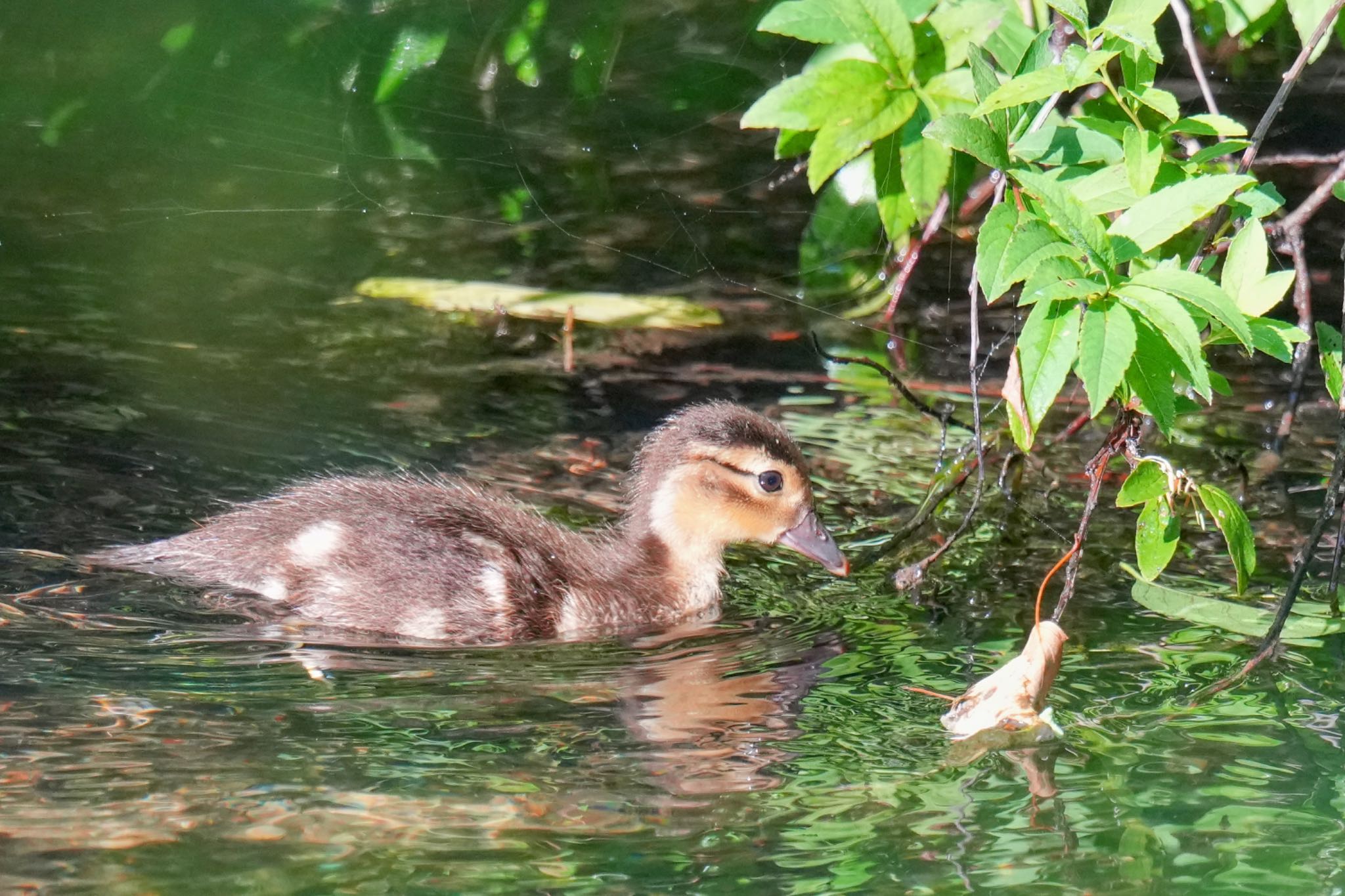 Mandarin Duck