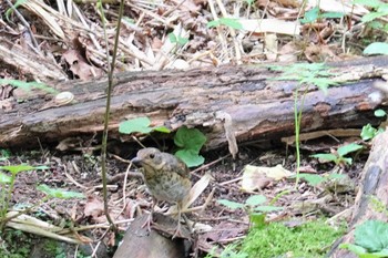 クロツグミ 支笏湖野鳥の森 2023年7月23日(日)