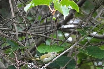 メボソムシクイ 支笏湖野鳥の森 2023年7月23日(日)