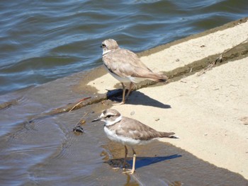 2023年7月30日(日) 境川遊水地公園の野鳥観察記録