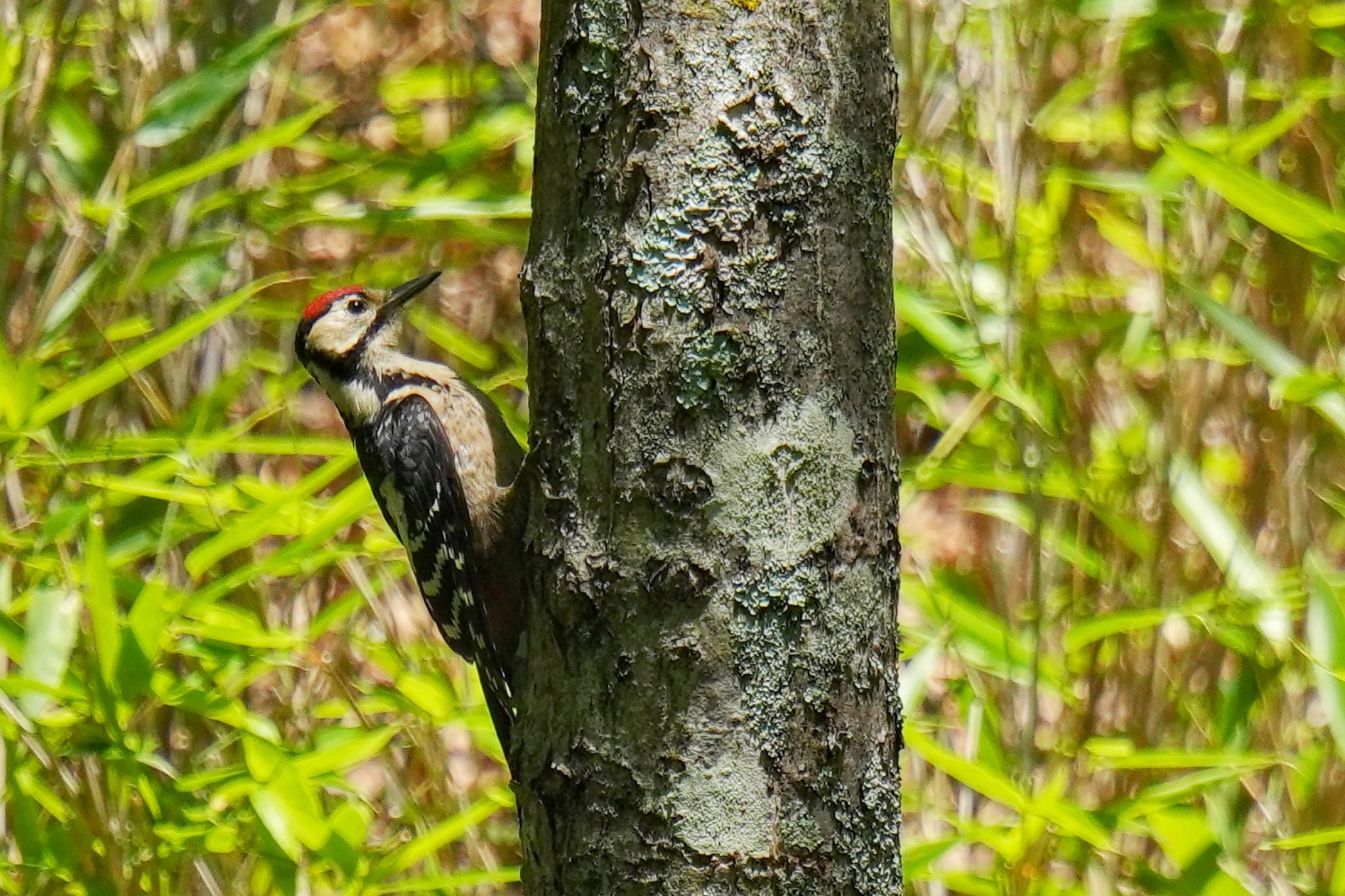 Great Spotted Woodpecker