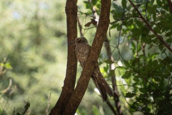 Brown-eared Bulbul Kasai Rinkai Park Mon, 7/31/2023