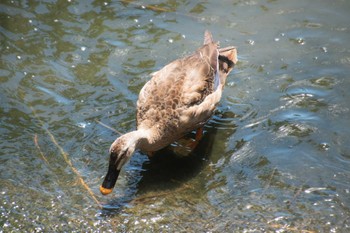 Eastern Spot-billed Duck Kasai Rinkai Park Mon, 7/31/2023