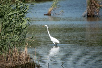 Great Egret Kasai Rinkai Park Mon, 7/31/2023