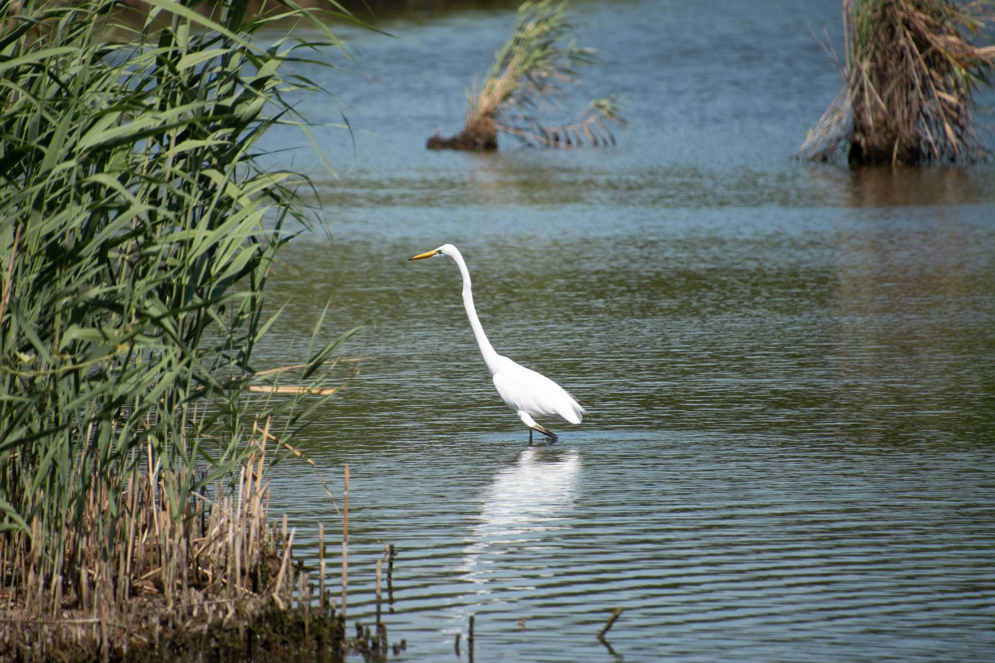 Photo of Great Egret at Kasai Rinkai Park by 馬宮