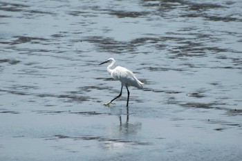 2023年7月31日(月) 葛西臨海公園の野鳥観察記録