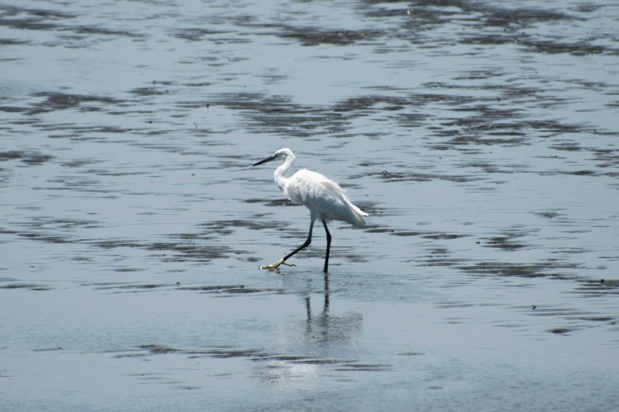 Photo of Little Egret at Kasai Rinkai Park by 馬宮