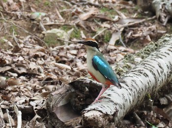 ヤイロチョウ ささやまの森公園(篠山の森公園) 2023年7月31日(月)