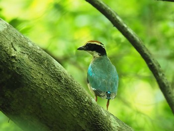 ヤイロチョウ ささやまの森公園(篠山の森公園) 2023年7月31日(月)