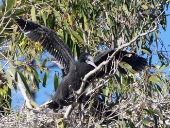 Little Black Cormorant Royal Botanic Gardens Sydney Fri, 7/28/2023