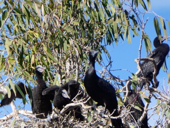 Little Black Cormorant Royal Botanic Gardens Sydney Fri, 7/28/2023