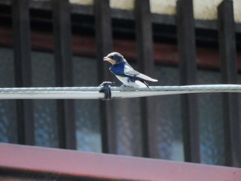 2023年7月31日(月) 妙正寺川の野鳥観察記録