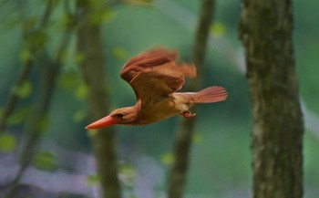 Ruddy Kingfisher Unknown Spots Thu, 7/20/2023