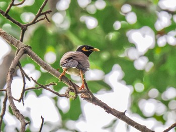 Common Myna Chatuchak Park Sat, 7/1/2023