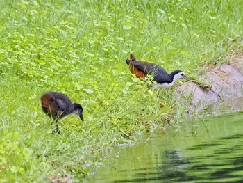 White-breasted Waterhen Chatuchak Park Sat, 7/1/2023