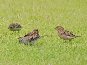 House Sparrow Chatuchak Park Sat, 7/1/2023