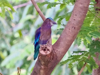 Indian Roller Chatuchak Park Sat, 7/1/2023