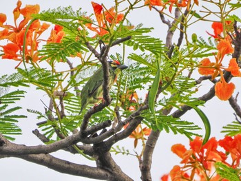 Coppersmith Barbet Chatuchak Park Sat, 7/1/2023