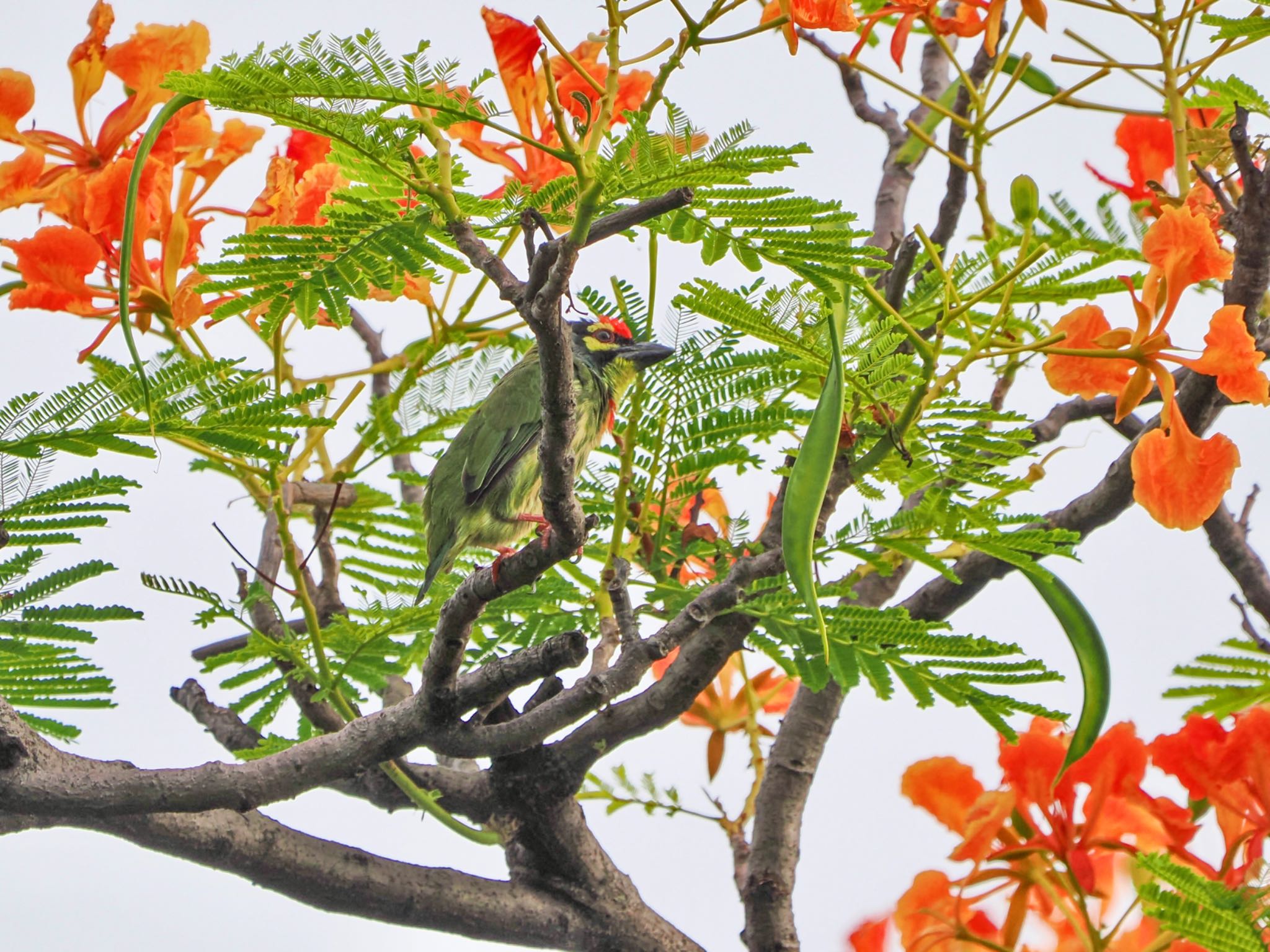 Coppersmith Barbet