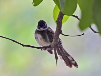 Malaysian Pied Fantail Chatuchak Park Sat, 7/1/2023