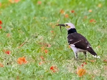 Black-collared Starling Chatuchak Park Sat, 7/1/2023