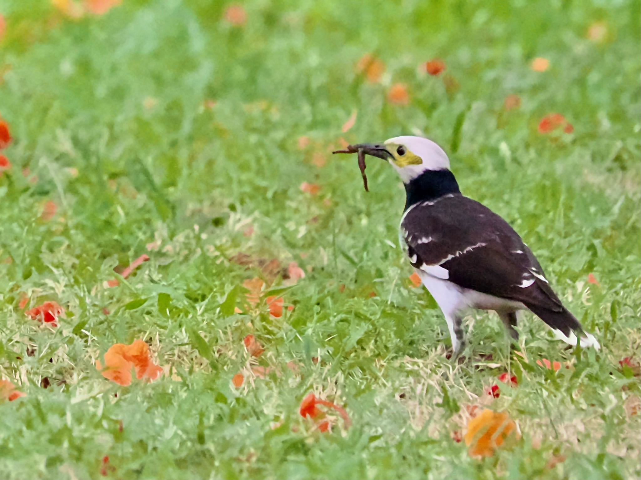 Black-collared Starling