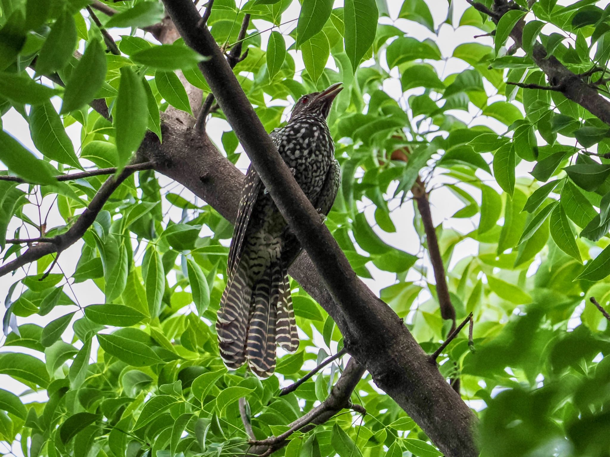 オニカッコウ雌　カラスやムクドリに托卵するが相手の卵は落とさないらしい（まだ許せる）オスは黒い by クロやん