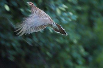 Copper Pheasant 焼山沢真木林道 Sat, 7/29/2023