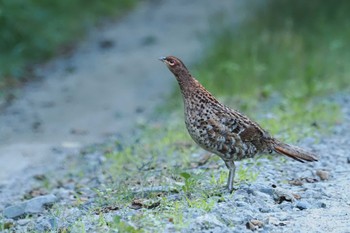 Copper Pheasant 焼山沢真木林道 Sat, 7/29/2023