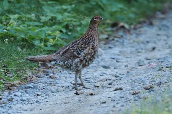 Copper Pheasant 焼山沢真木林道 Sat, 7/29/2023