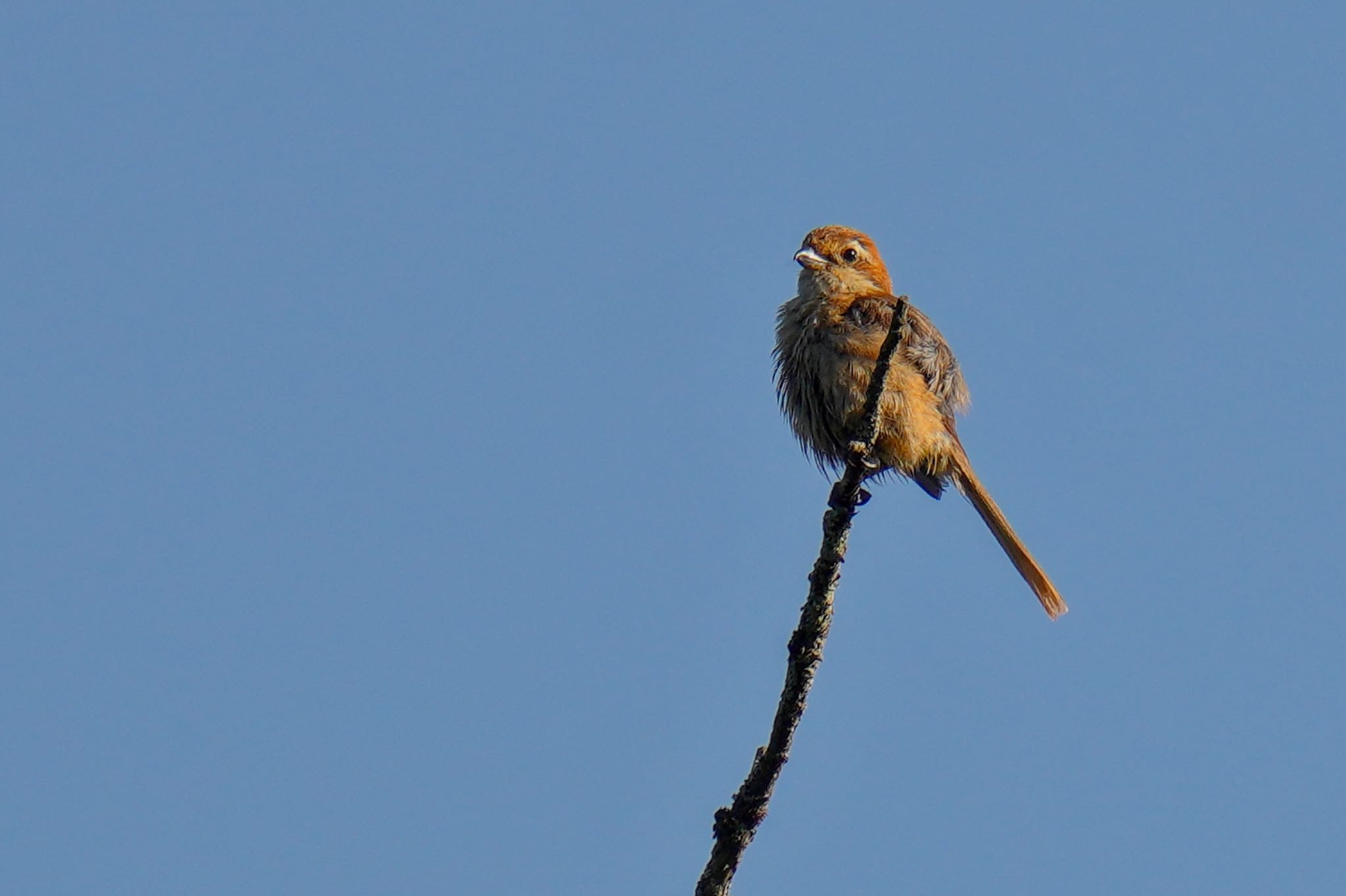 Bull-headed Shrike