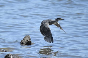 ササゴイ 東京港野鳥公園 2023年7月30日(日)