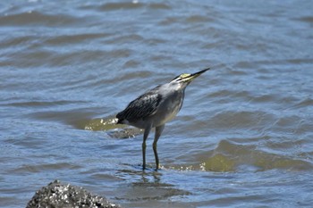 ササゴイ 東京港野鳥公園 2023年7月30日(日)