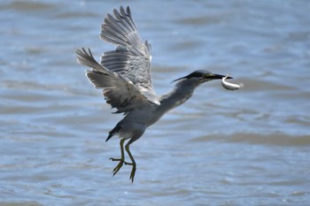 ササゴイ 東京港野鳥公園 2023年7月30日(日)