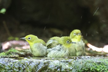 メジロ 大洞の水場 2023年7月29日(土)