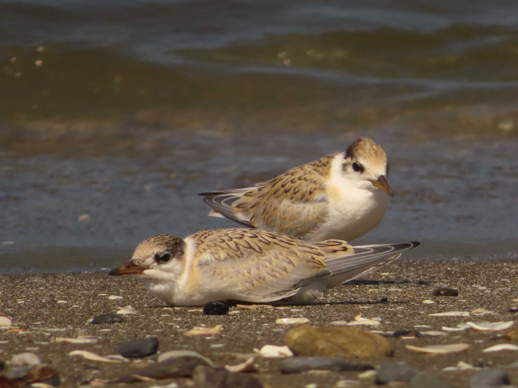 Little Tern