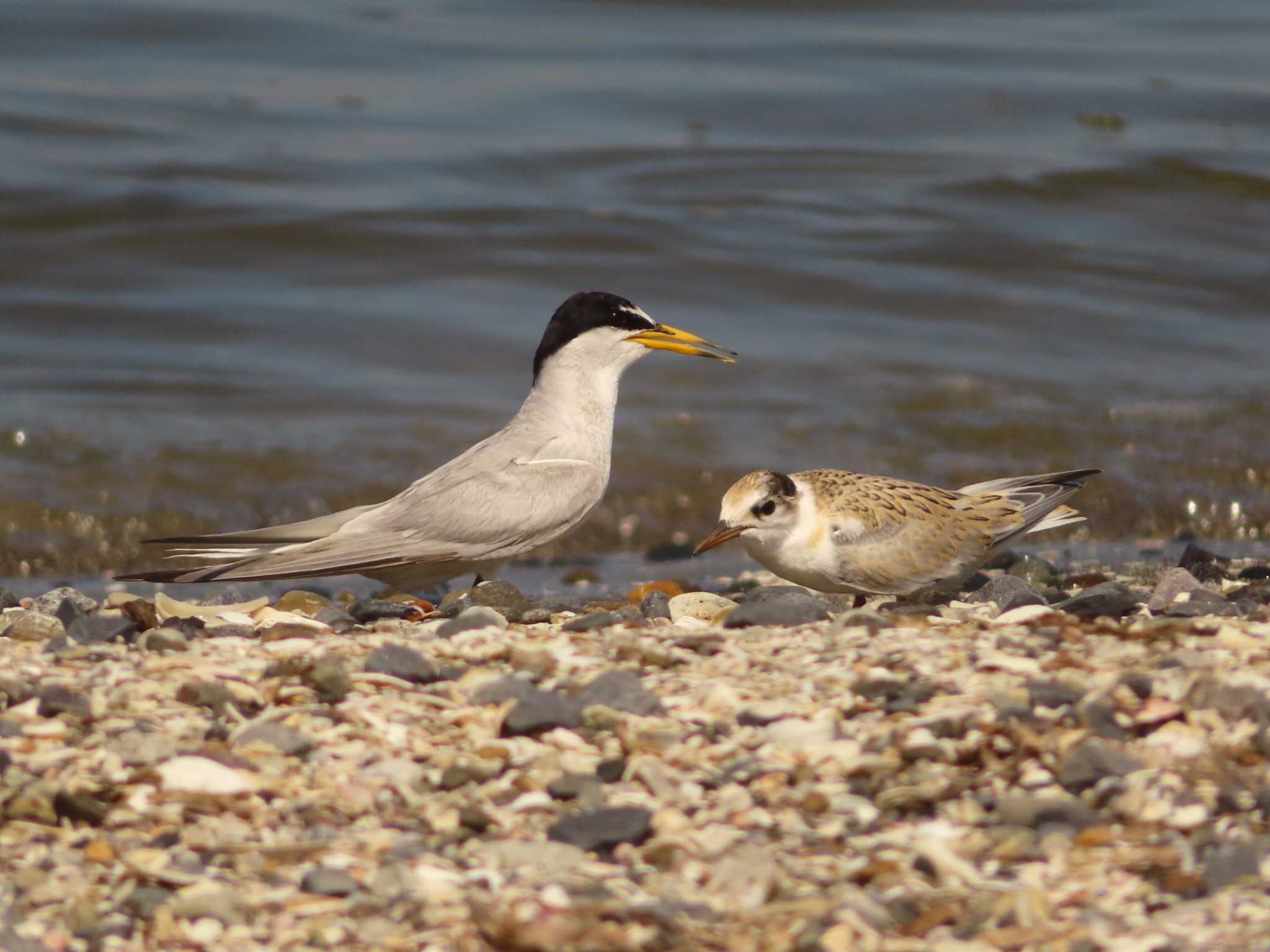 Little Tern