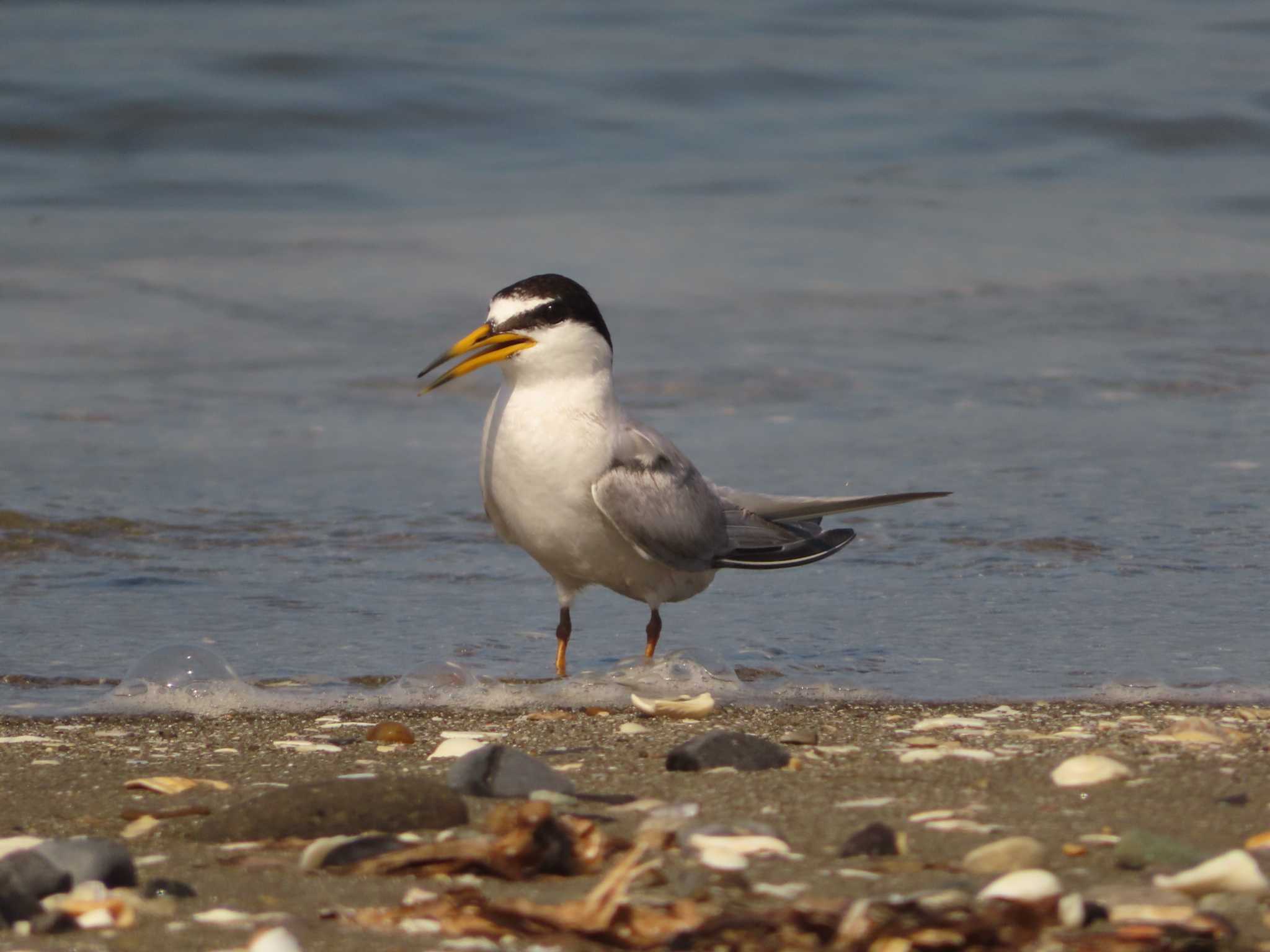 Little Tern