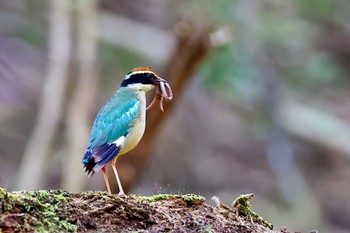 ヤイロチョウ 兵庫県 2023年7月29日(土)