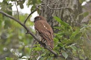 Northern Boobook Shakujii Park Wed, 8/4/2021