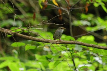 Japanese Bush Warbler 上高地 Mon, 7/31/2023