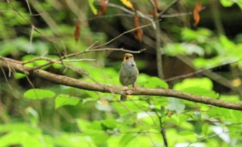 Japanese Bush Warbler 上高地 Mon, 7/31/2023