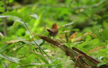 Japanese Robin 上高地 Mon, 7/31/2023