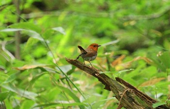 Japanese Robin 上高地 Mon, 7/31/2023