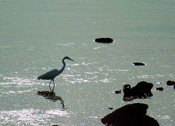 Great Egret Hegura Island Fri, 4/19/2002