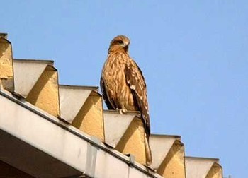 Black Kite 石川県輪島市 Fri, 4/19/2002