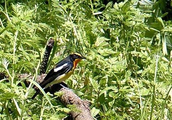 Narcissus Flycatcher Hegura Island Sat, 4/20/2002