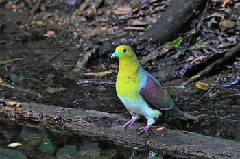 アオバト 伊香保森林公園 2023年7月30日(日)