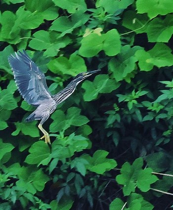 Black-crowned Night Heron Unknown Spots Unknown Date